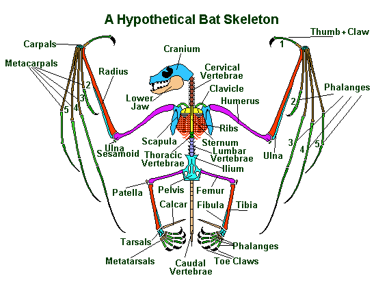 Bats Diagram