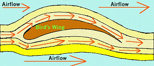 how birds fly airflow diagram