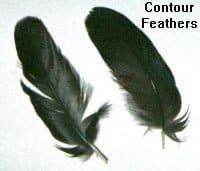 contour feathers