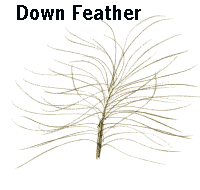 down feather