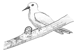 Fairy Tern No Nest Sketch