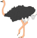 Ostriche