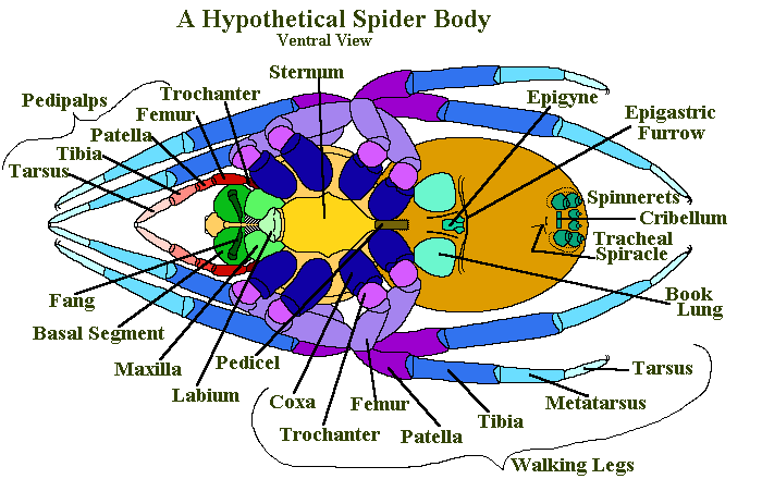 spider anatomy diagram