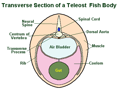 air bladder cross section diagram