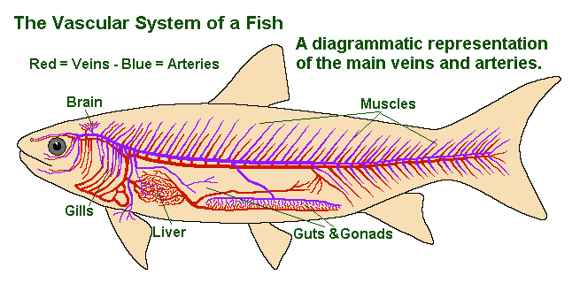 Fish Circulatory System 101: How The Heart & Blood Work