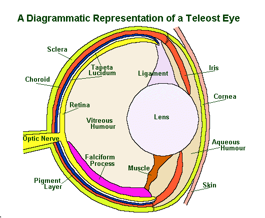 fish eye anatomy diagram