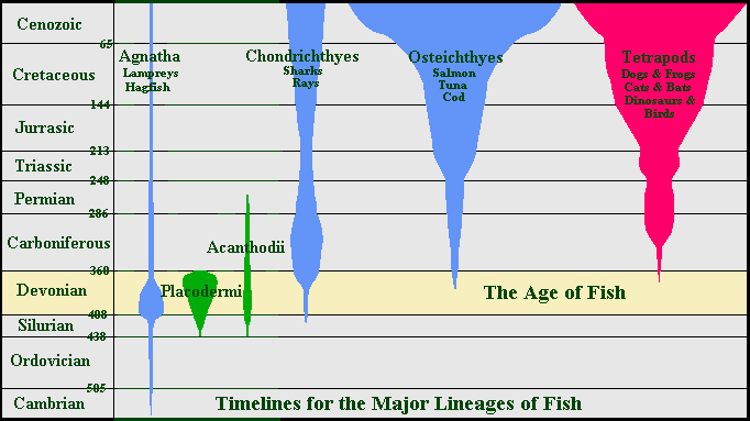 fish evolution time line