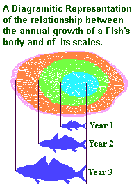 fish scales growth relationship to body