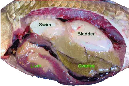 swim bladder diagram