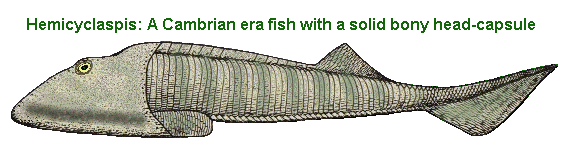cambrian era fish with solid bony head capsule