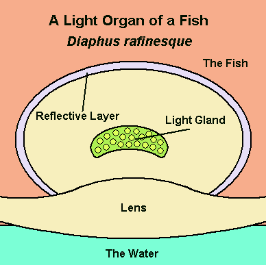 light gland in fish diagram