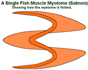 myomere and myotome in salmon muscle