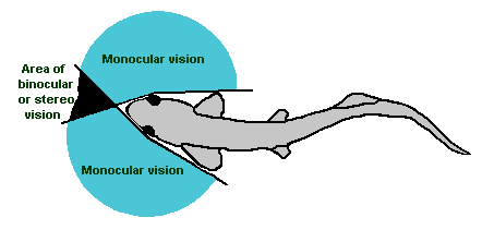 fish eye monocular vs binocular vision