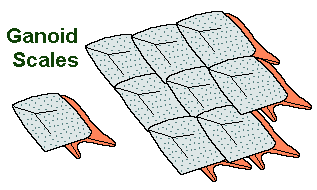 ganoid scales diagram