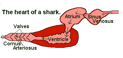 fish heart shark