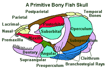 fish skull diagram