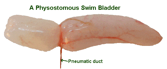physostomous swim bladder with pneumatic duct