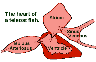 teleost fish heart diagram