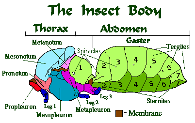 insect thorax diagram