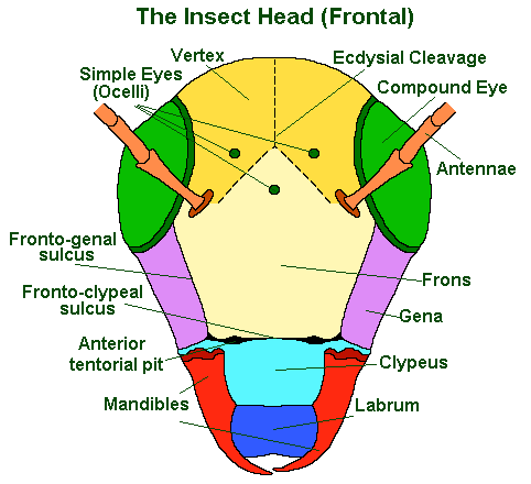 insect head diagram frontal view