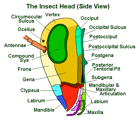 insect head lateral view