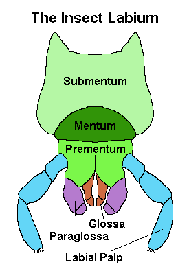 insect labium with submentum mentum and prementum