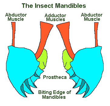 mandibles cross section with prostheca