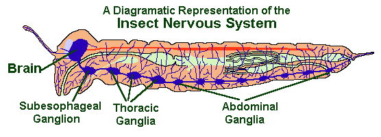 insect nervous system diagram