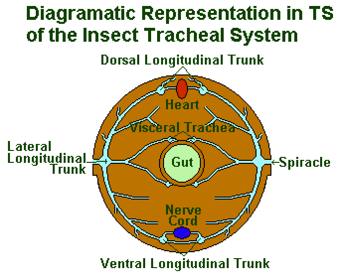 insect respiratory system cross section