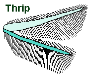thrip wing