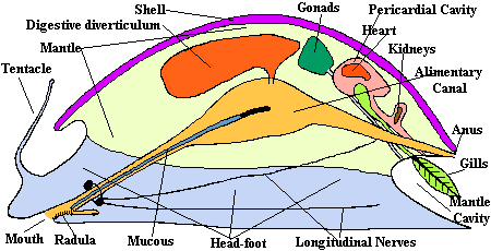 mollusk anatomy diagram with visceral mass