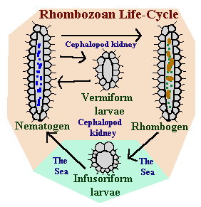 rhombozoa lifecycle diagram