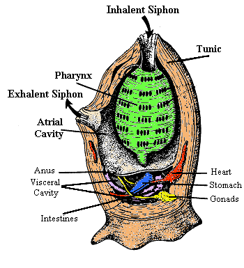 tunicate anatomy diagram