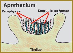 apothecium diagram with paraphyses and ascus