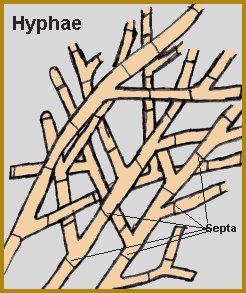 hyphae septa