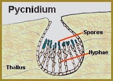 Pycnidia diagram