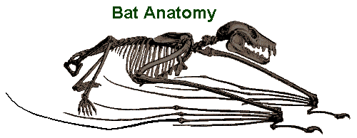 bat anatomy image