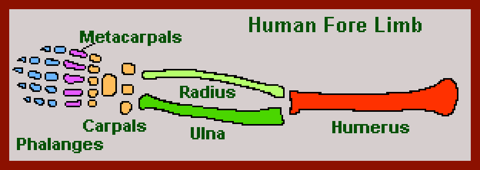 mammal skeleton arm diagram