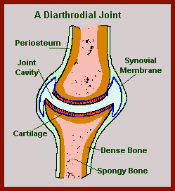 Diarthrodial joint diagram