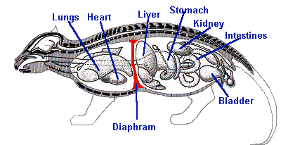 Diagrama del diafragma de los mamíferos