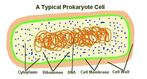 Prokaryotes vs Eukaryotes heading
