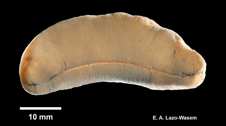 A preserved specimen of an Aplacophoran