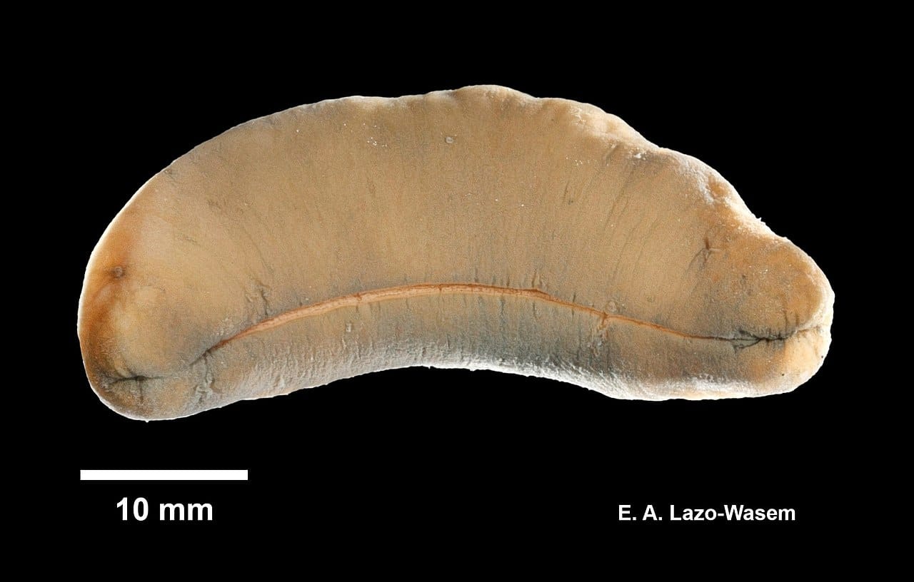 Class Aplacophora (Glisten Worms)
