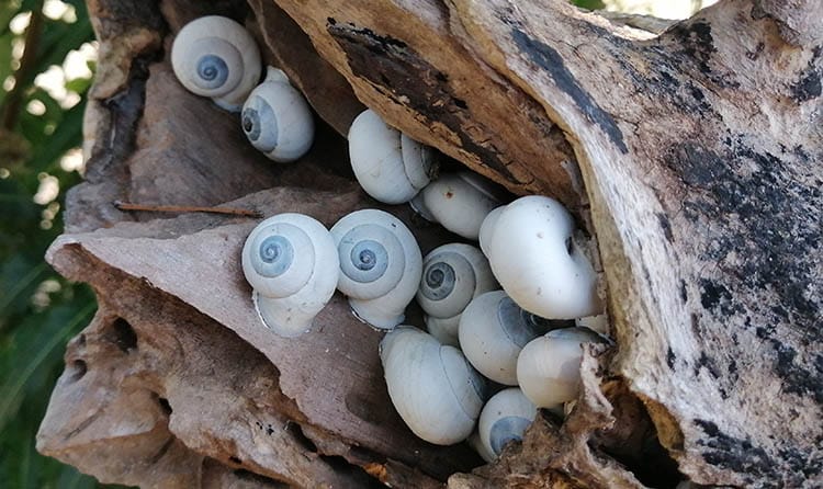 Gastropod Life Styles 101: Where Do Snails Really Live?
