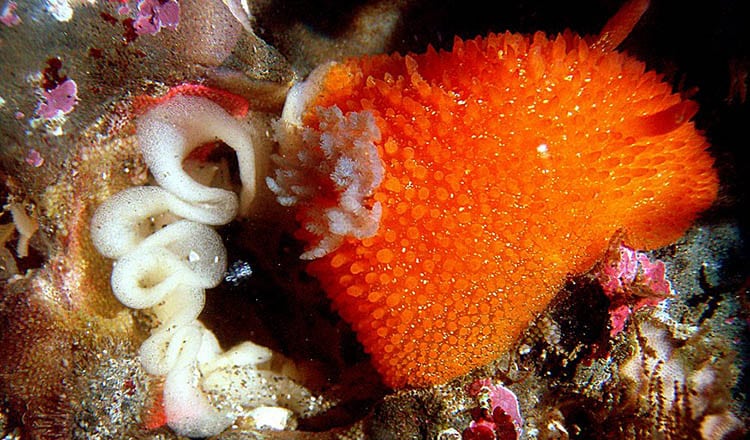 The Nudibranch Acanthodoris lutea laying a ribbon of eggs.