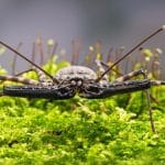 Tailless Whip Scorpions 101: The World Of Order Amblypygi