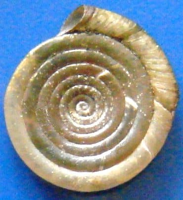 A planispiral shell of Anisus septemgyratus