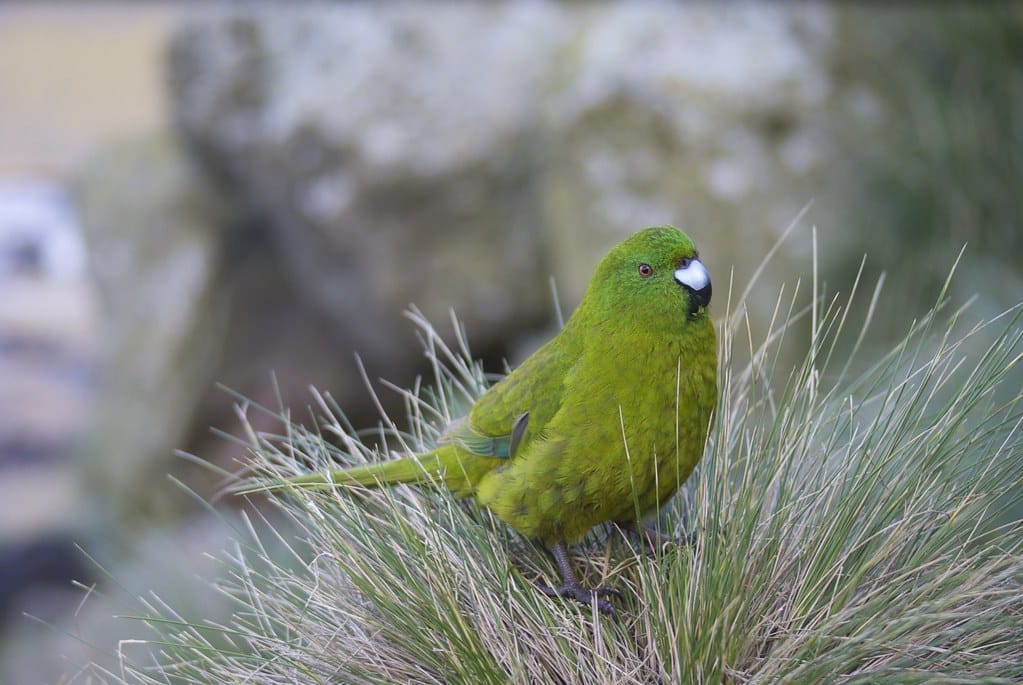 Antipodes Island Parakeet New Zealand