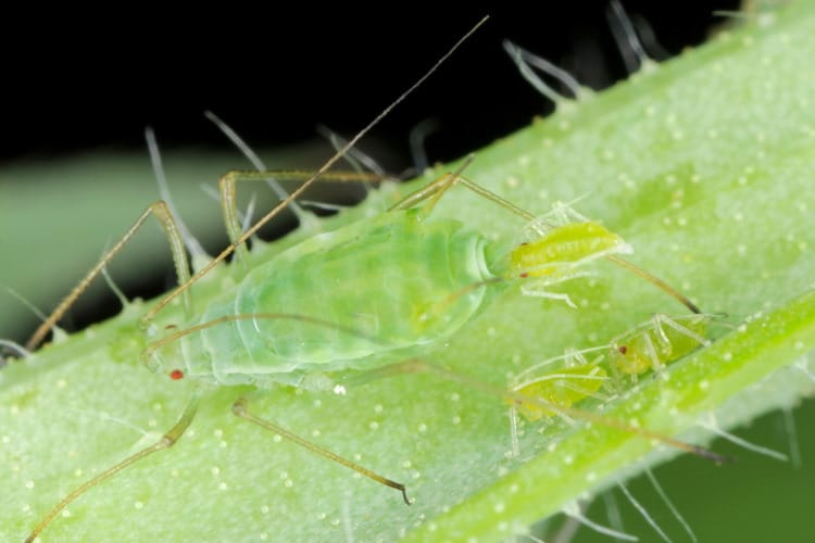pea aphid soldier