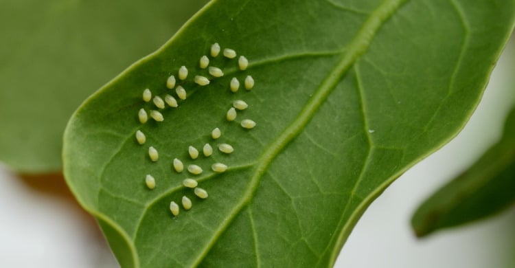 aphid eggs